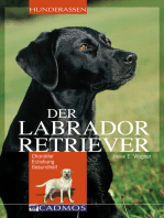 Labrador Retriever: Charakter, Erziehung, Gesundheit