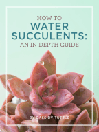 Cacti And Succulents By Graham Charles Read Online