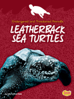 Leatherback Sea Turtles