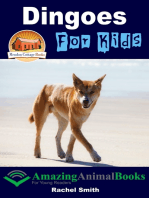 Dingoes For Kids
