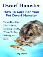 Dwarf Hamster