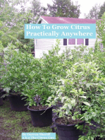 How To Grow Citrus Practically Anywhere