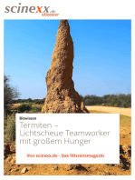 Termiten: Lichtscheue Teamworker mit großem Hunger