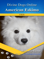 American Eskimo