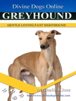 Greyhound