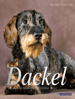 Dackel: Kleiner Hund mit großem Herz