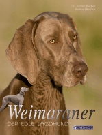 Weimaraner: Der edle Jagdhund