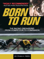 The Born to Run: Racing Greyhound, from Competitor to Companion