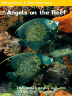 Angels on the Reef
