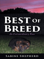 Best of Breed an Extraordinary Rose