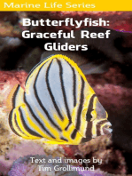 Butterflyfish: Graceful Reef Gliders