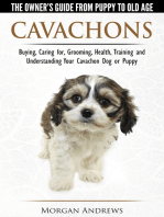 Cavachons: The Owner's Guide from Puppy To Old Age - Choosing, Caring for, Grooming, Health, Training and Understanding Your Cavachon Dog or Puppy