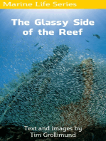 The Glassy Side of the Reef