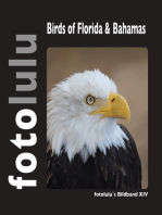 Birds of Florida & Bahamas: fotolulu's Bildband XIV