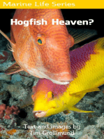 Hogfish Heaven?