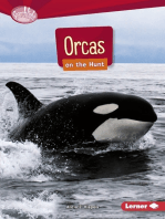 Orcas on the Hunt