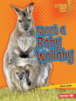 Meet a Baby Wallaby