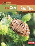 From Cone to Pine Tree