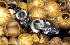 Harmless Fungicides May Actually Hurt Bumblebees Scribd - 