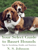 Your Select Guide to Basset Hounds. Tips for Socializing, Health, and Nutrition