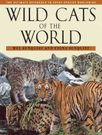 Wild Cats of the World