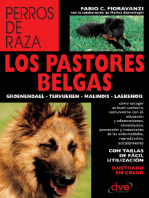 Los pastores belgas: Groenendael - Tervueren - Malinois - Laekenois