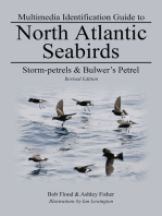 Storm-petrels & Bulwer's Petrel