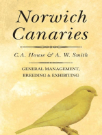 Norwich Canaries