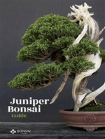 Juniper Bonsai Guide