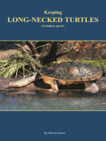 Keeping Long-necked Turtles Chelodina species