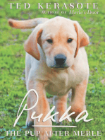 Pukka: The Pup After Merle