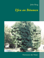 Efeu an Bäumen: Notwarner der Natur