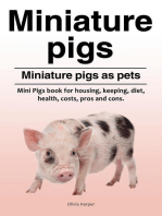 Miniature pigs. Miniature pigs as pets.