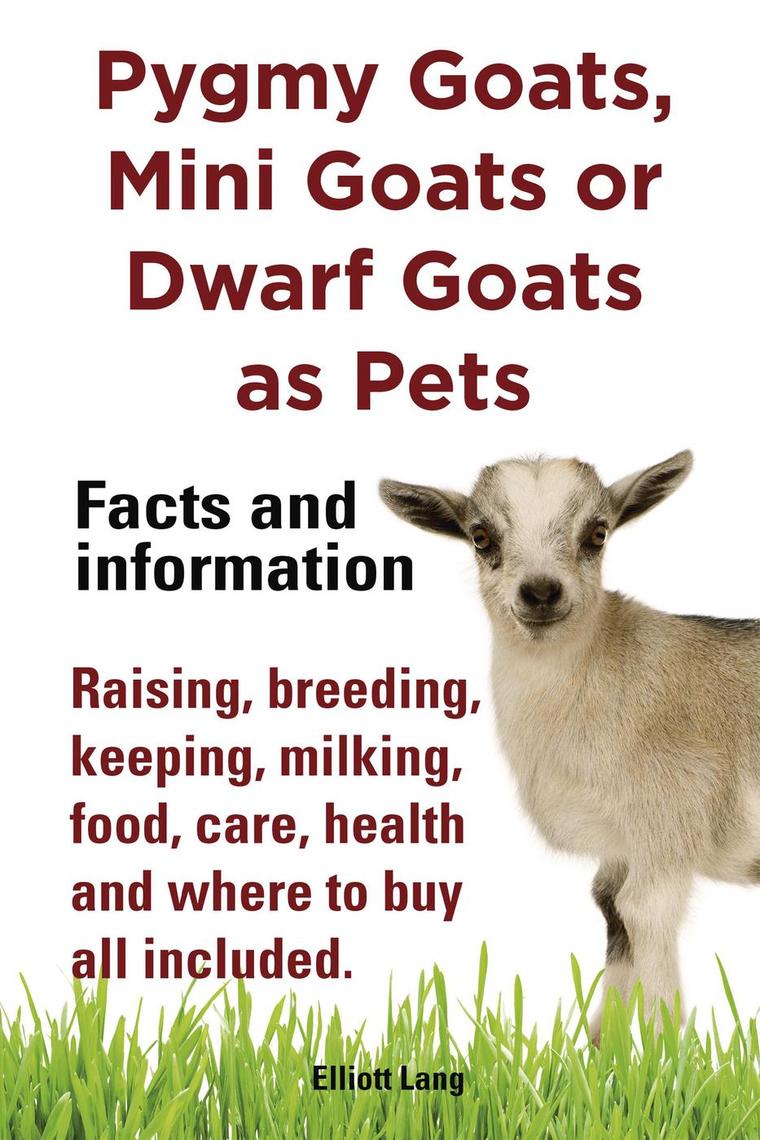 Read Pygmy Goats as Pets. Pygmy Goats, Mini Goats or Dwarf Goats facts