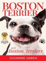 Boston Terrier and Boston Terriers