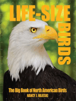 Life-Size Birds: The Big Book of North American Birds