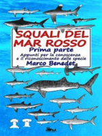 Squali del Mar Rosso 1a Parte