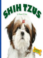 Shih Tzus