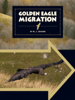 Golden Eagle Migration