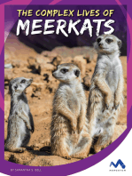 The Complex Lives of Meerkats