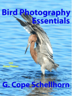 Bird Photography Essentials