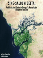 Siné-Saloum Delta: An illustrated guide to Senegal’s remarkable mangrove estuary.