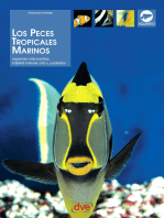 Los peces tropicales marinos