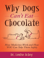 Why Dogs Can't Eat Chocolate