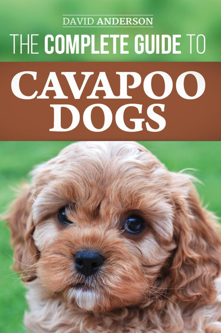 The Complete Guide to Cavapoo Dogs: Everything You Need to Know to ...