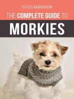 The Complete Guide to Morkies
