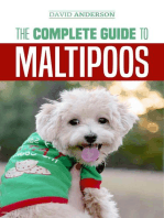 The Complete Guide to Maltipoos: Everything You Need to Know Before Getting Your Maltipoo Dog