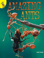 Amazing Ants
