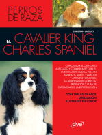 EL cavalier King Charles spaniel