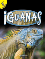 Iguanas